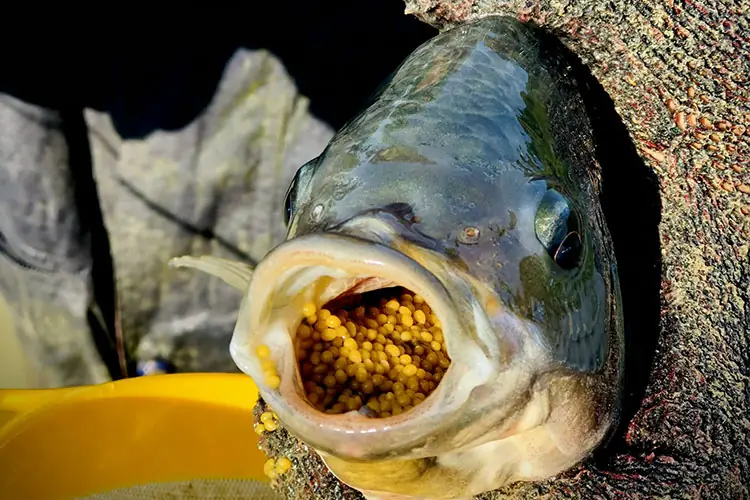 Should Children and Older Adults Eat Tilapia Regularly? Here’s What Experts Say