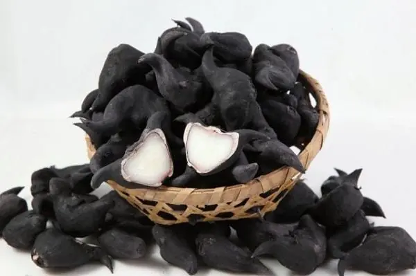 Water Caltrop: The Unique “Buffalo Horn” Food With Surprising Benefits