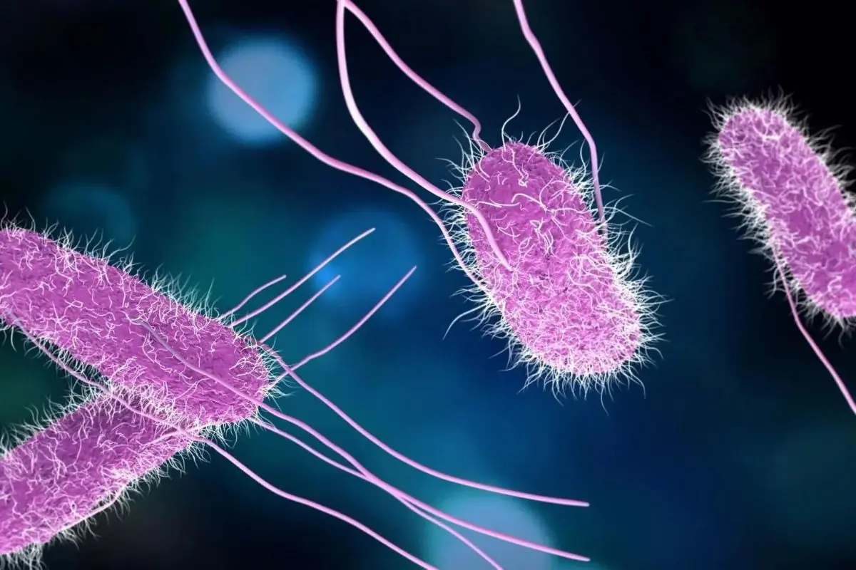 Digestive Bloating and Gut Bacteria: Helpful Habits That May Make a Difference