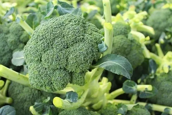 Why Many Doctors Recommend Eating More Broccoli?