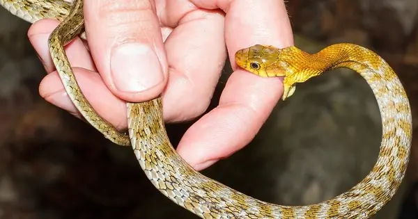 First Things to Remember if Someone Is Bitten by a Snake