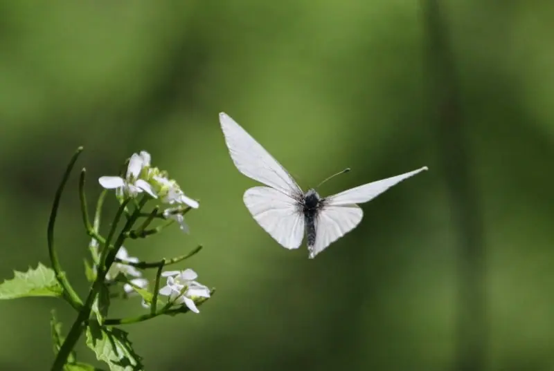 The Fascinating Symbolism Behind Seeing a White Butterfly