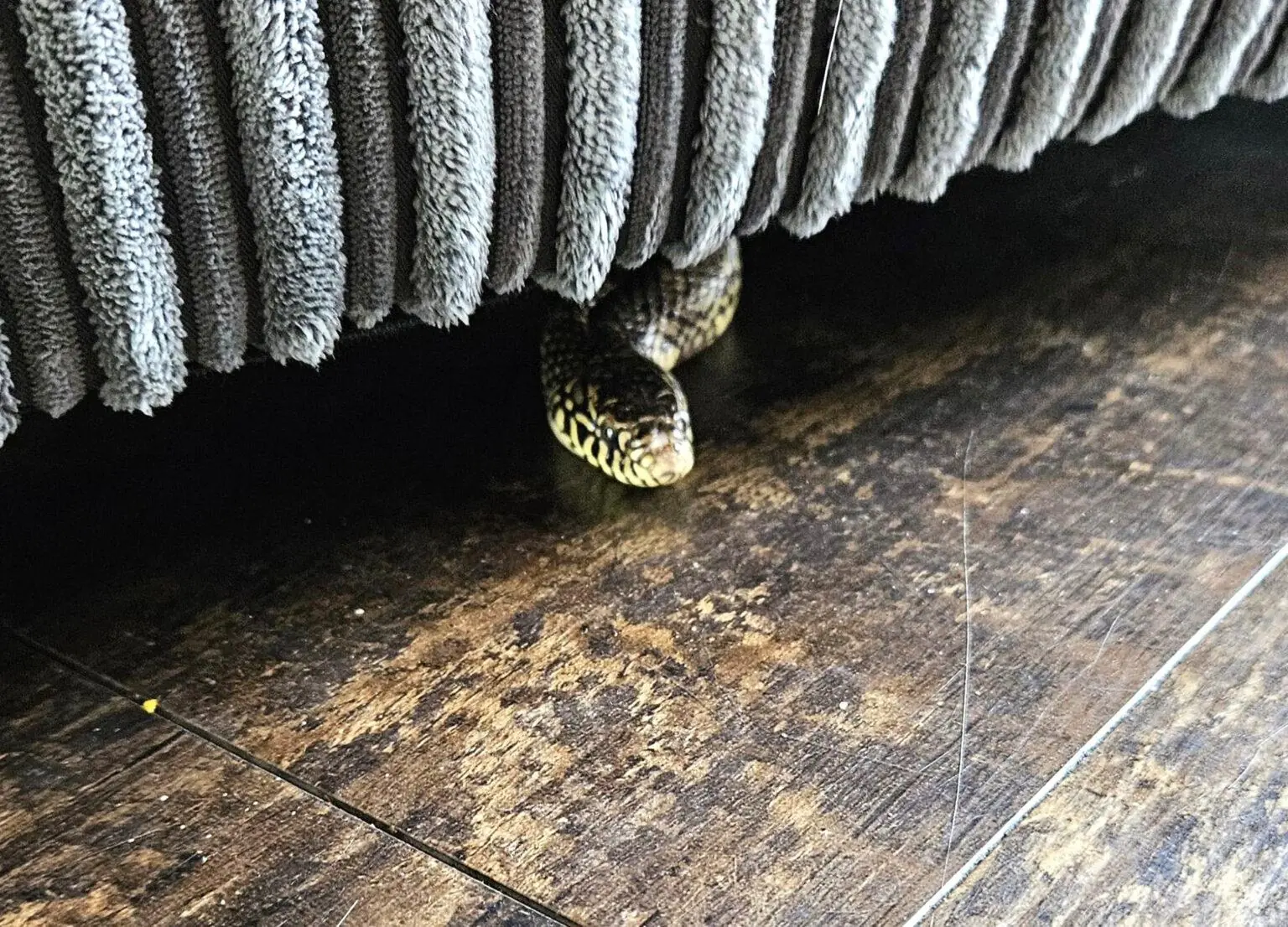 What to Do If You Find a Snake Inside Your Home