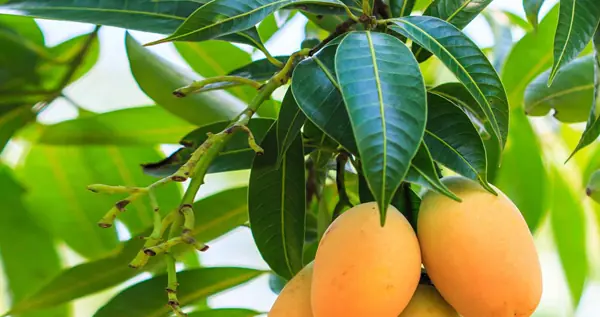 Mango Leaves Have Been Used for Generations — Here’s Why Researchers Are Interested