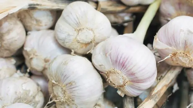 Garlic and Wellness: 5 Research-Supported Benefits Worth Knowing