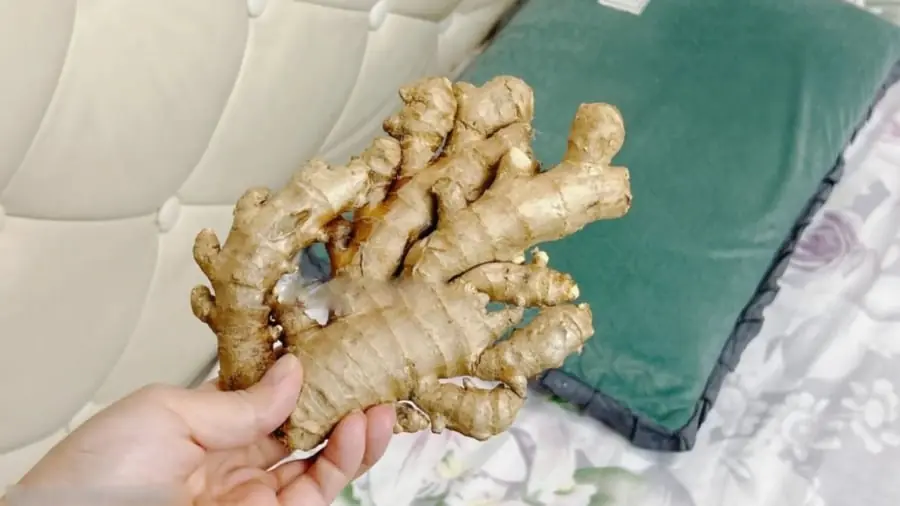 Ginger by the Bedside: A Traditional Practice and Its Possible Benefits