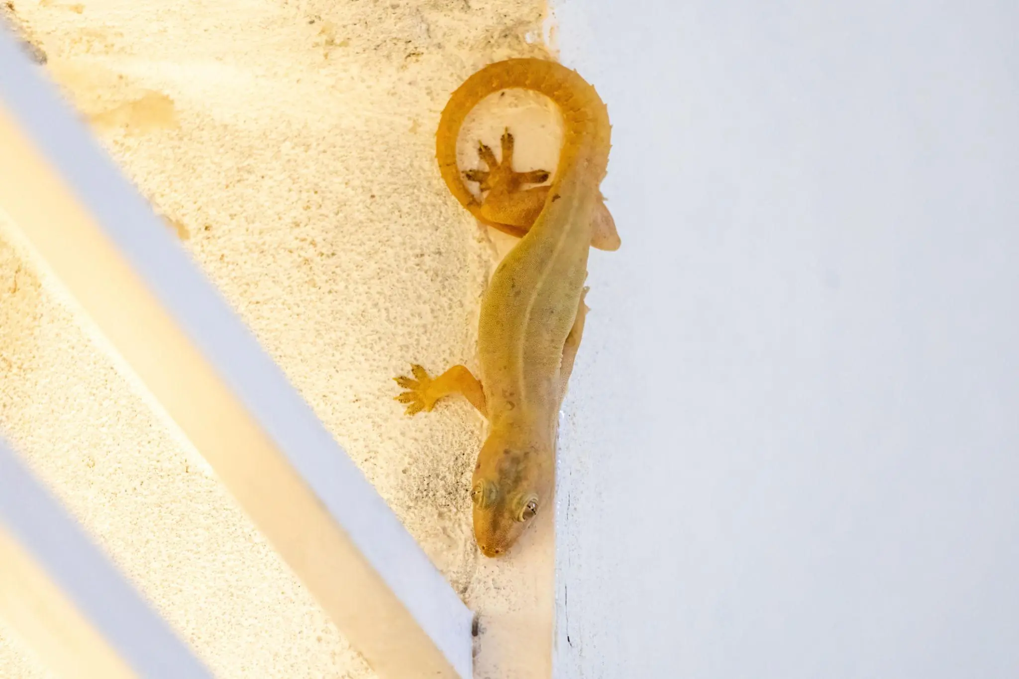 Why Some People Think a Lizard Entering the House Carries a Message?