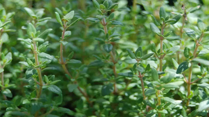 Exploring Thyme: Traditional Uses and Research-Backed Properties