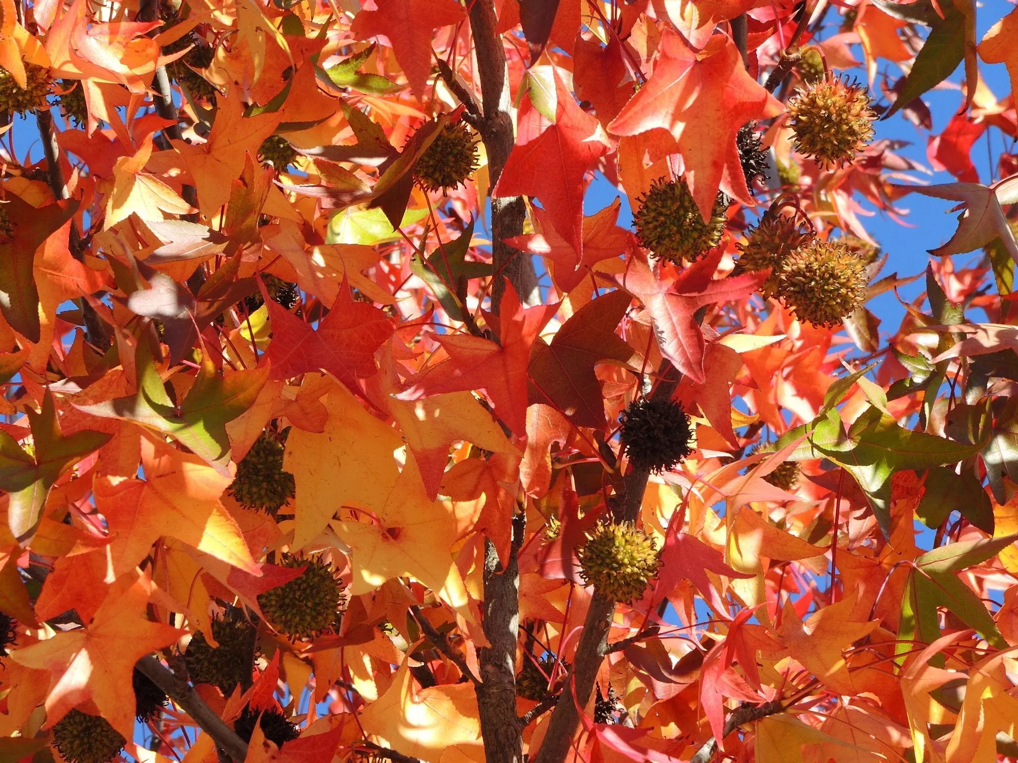 9 Interesting Things to Know About American Sweetgum and How Some People Use It