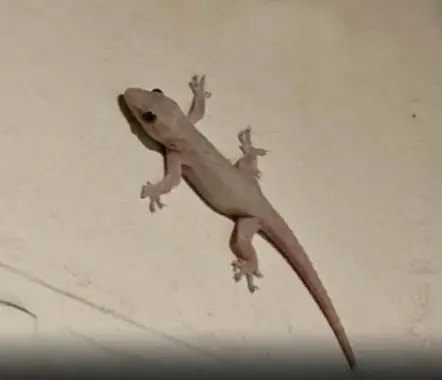 What Does It Mean When You Find a Lizard in Your House?