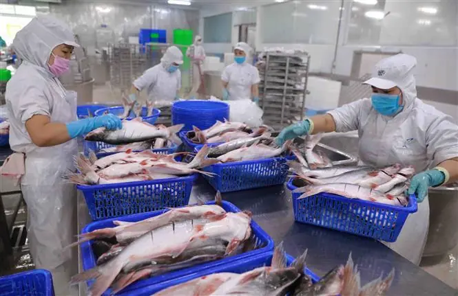 Experts Warn: Avoid Buying These Cheap Fish at the Market