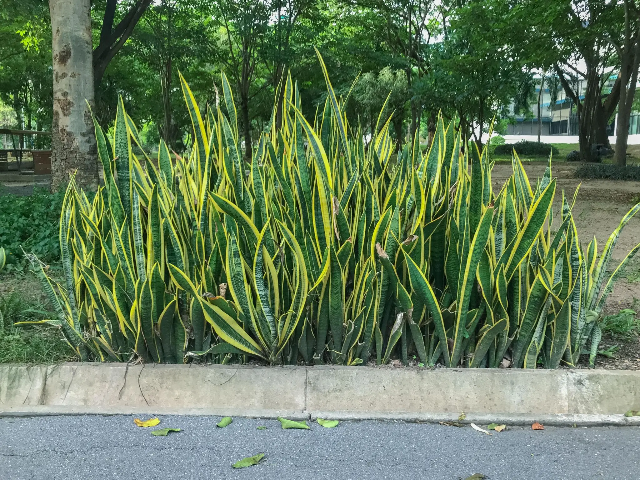 These 3 Plants May Help Deter Snakes Around the Home