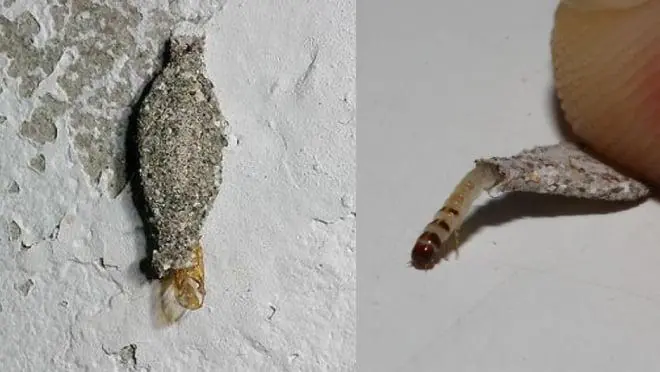 Have You Ever Seen That Creepy Moth Clinging to Your Walls? Here’s What It Really Is
