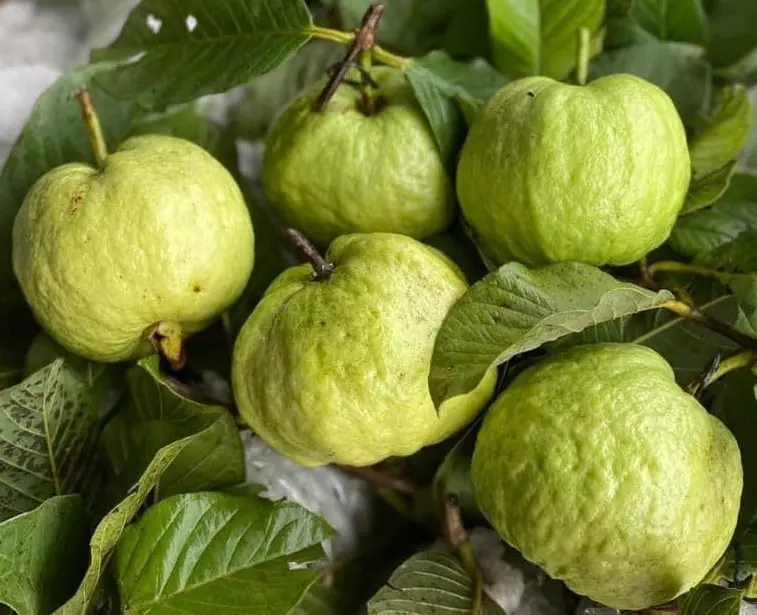 The Possible Effects of Eating Guava Regularly, According to Experts