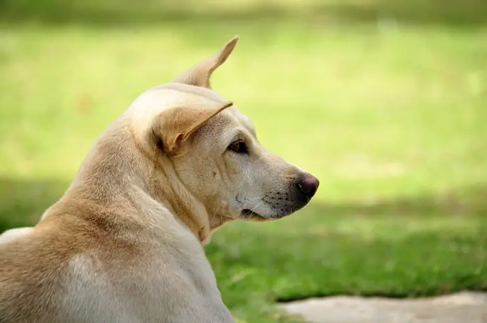 Why Do Some Dogs Wander Away From Home and Never Return?