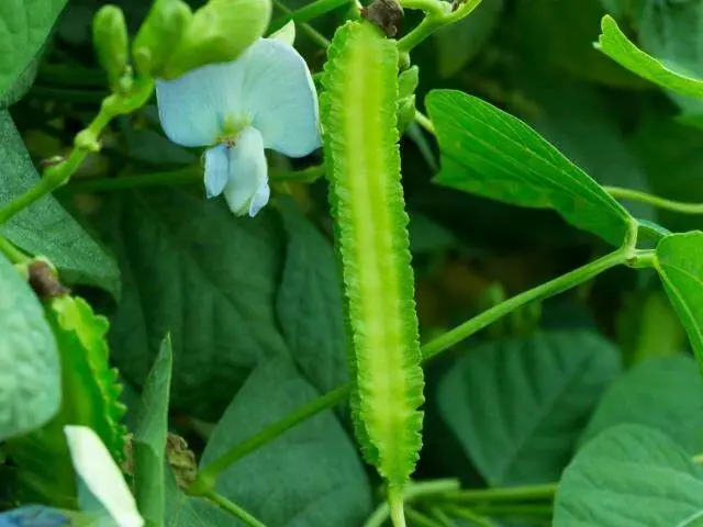 What Happens to Your Body When You Regularly Consume Winged Beans?