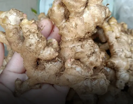 Ginger and Your Health: Benefits, Risks, and What You Should Know