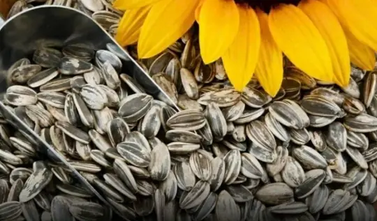 Stop eating sunflower seeds until you understand these 11 facts
