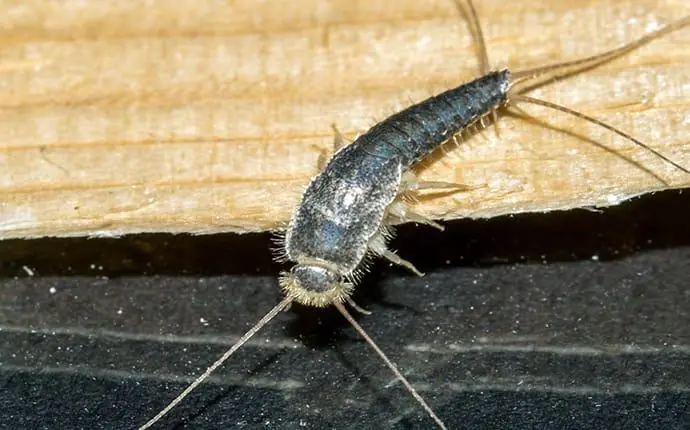If You Notice Silverfish in Your Home, Here’s What It Could Mean...