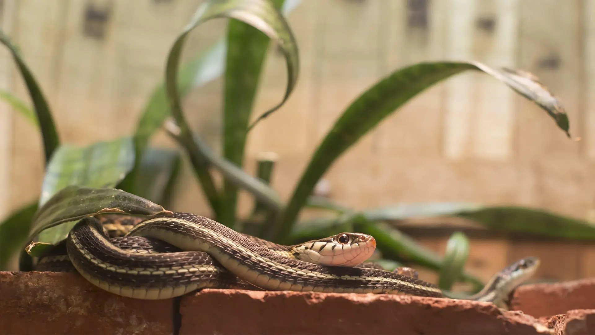 Want to Keep Snakes Away? These 3 Flowers Are Both Beautiful and Practical