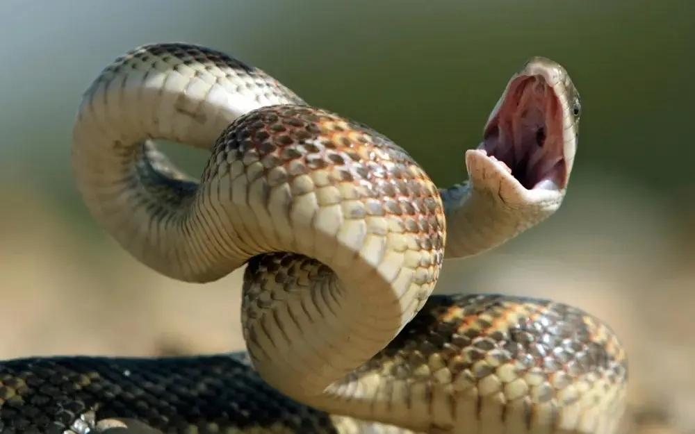 Immediate Actions That Could Help After a Snake Bite
