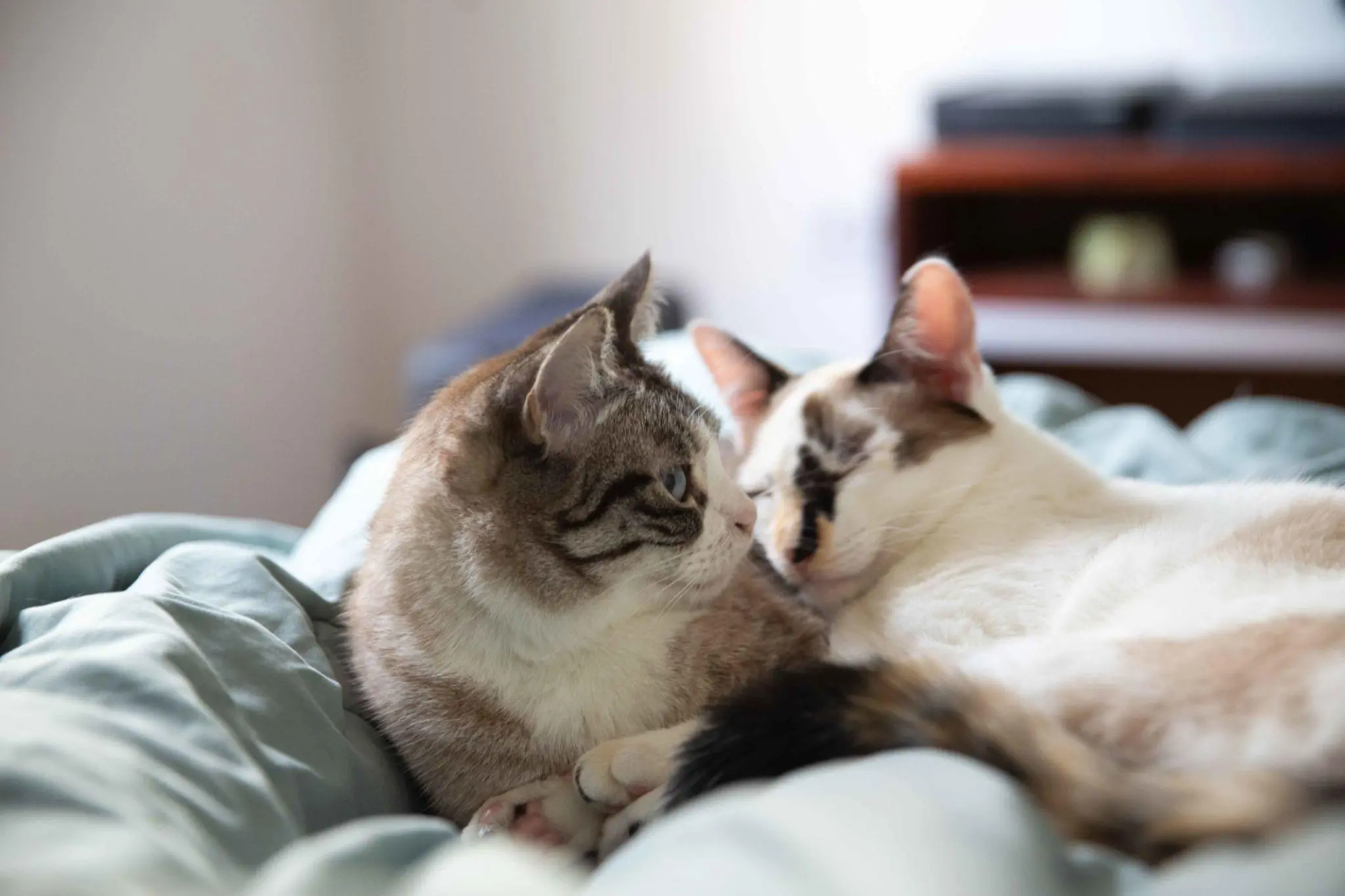 Wondering Why Your Cat Sleeps in Your Bed? The Answer May Surprise You