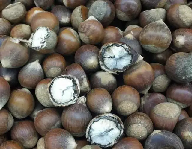 Eating Nuts for Better Hea.lth or “Feeding” Can.cer? 6 Types of Nuts You Should Not Eat Too Much Of