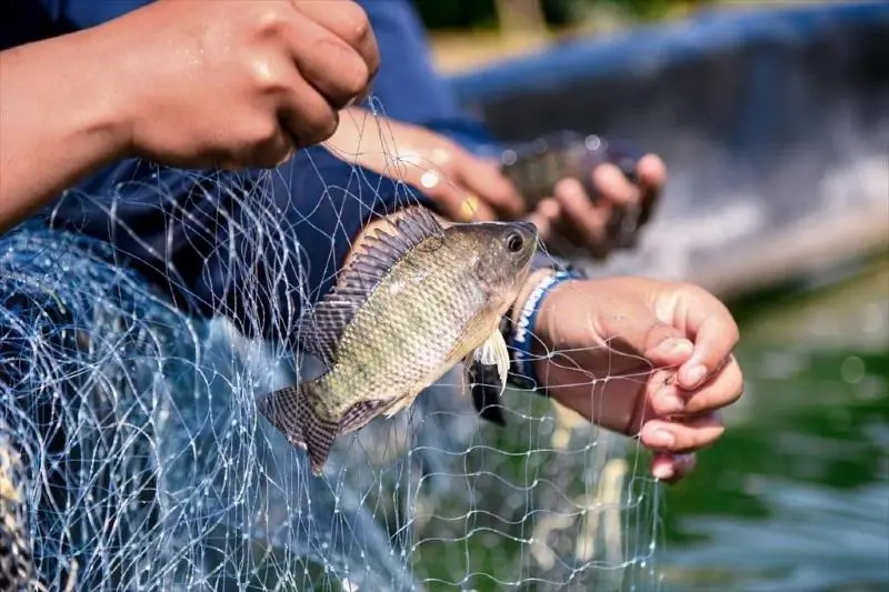 6 Types of Fish You Should Never Buy for Your Husband, According to Nutrition Experts