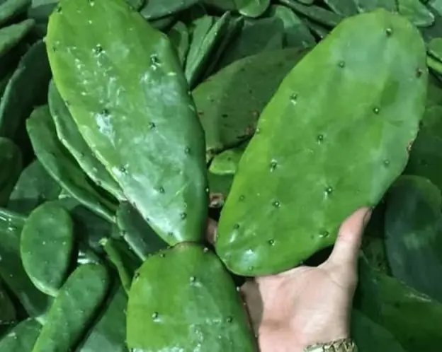 Could a Simple Green Cactus Drink Really Stabilize Blood Sugar and Protect Your Cells?