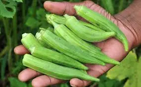 Potential Unwanted Side Effects of Eating Okra
