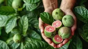 Why Many People Are Turning to Guava Leaf Tea for Better Health