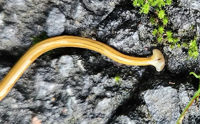 Found a Strange Slithering Worm With a Broad Flat Head Outside - Any Idea What It Could Be?