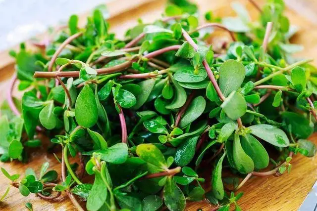 Purslane Is Gaining Attention for Its Potential Benefits for Lung and Overall Wellness