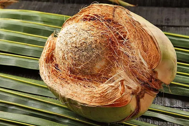 From Traditional Remedy to Modern Wellness Trend: The Story of Coconut Husk Tea