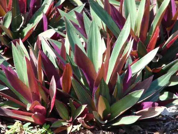 Purple Maguey Plant: Traditional Uses, Potential Benefits, and How People Prepare It
