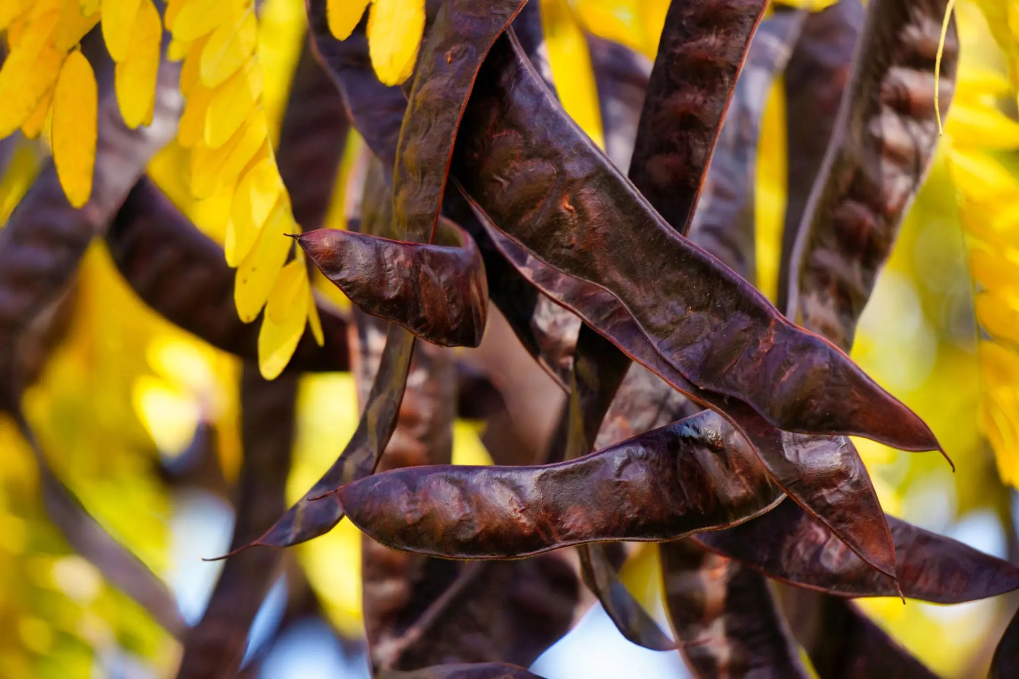 Exploring the Traditional and Practical Uses of the Honey Locust Tree