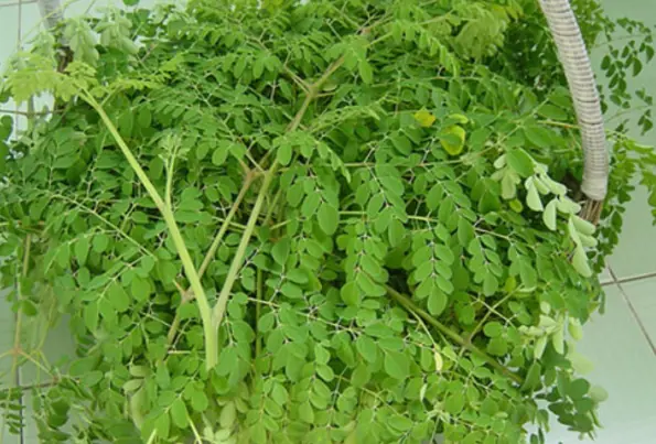 The whole world is celebrating the discovery of a vegetable