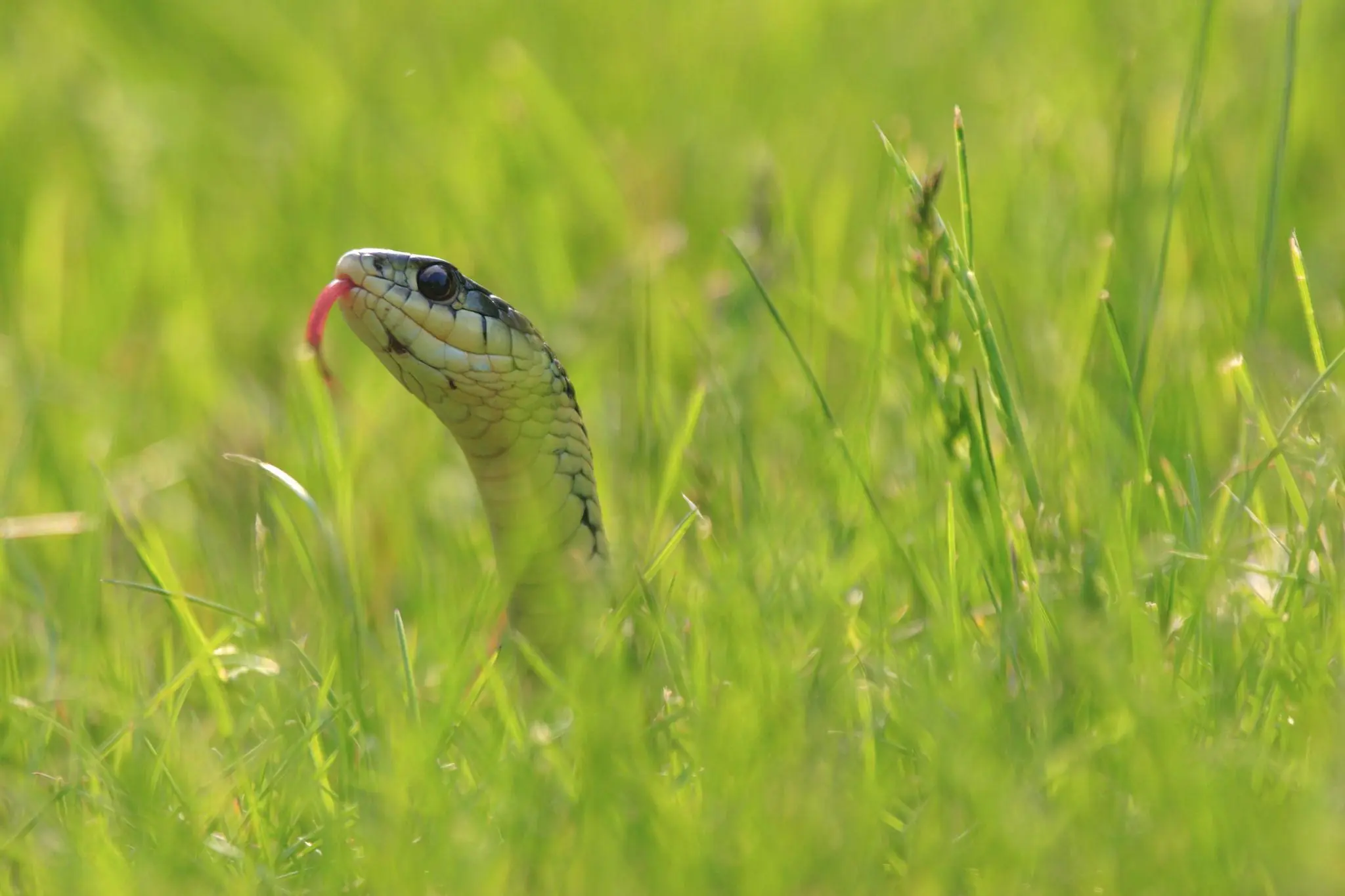 If You Have These 5 Plants Near Your Home, Snakes May Be More Likely to Appear