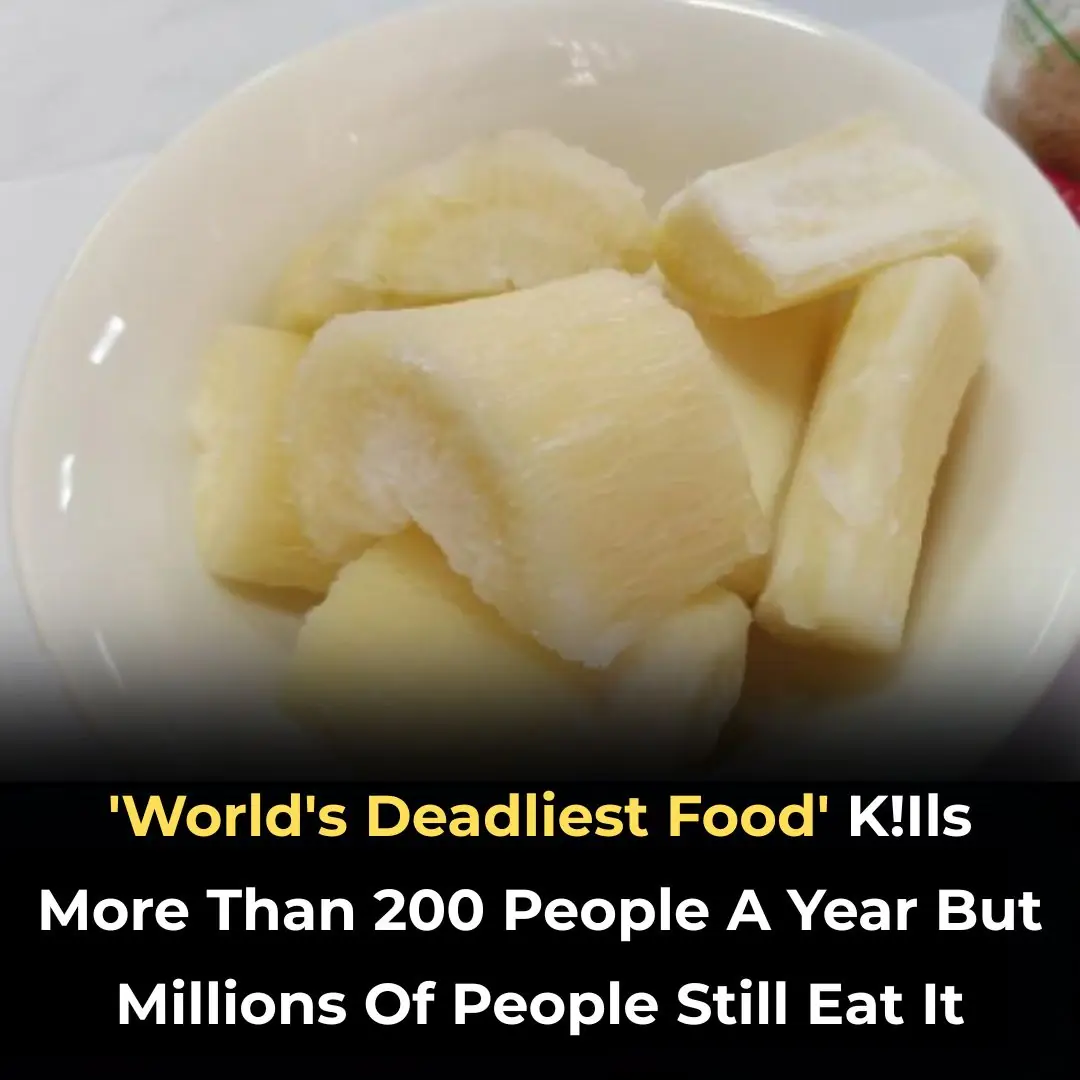 Known as the “World’s Deadliest Food,” It Claims Over 200 Lives a Year — Yet Nearly 500 Million People Still Eat It