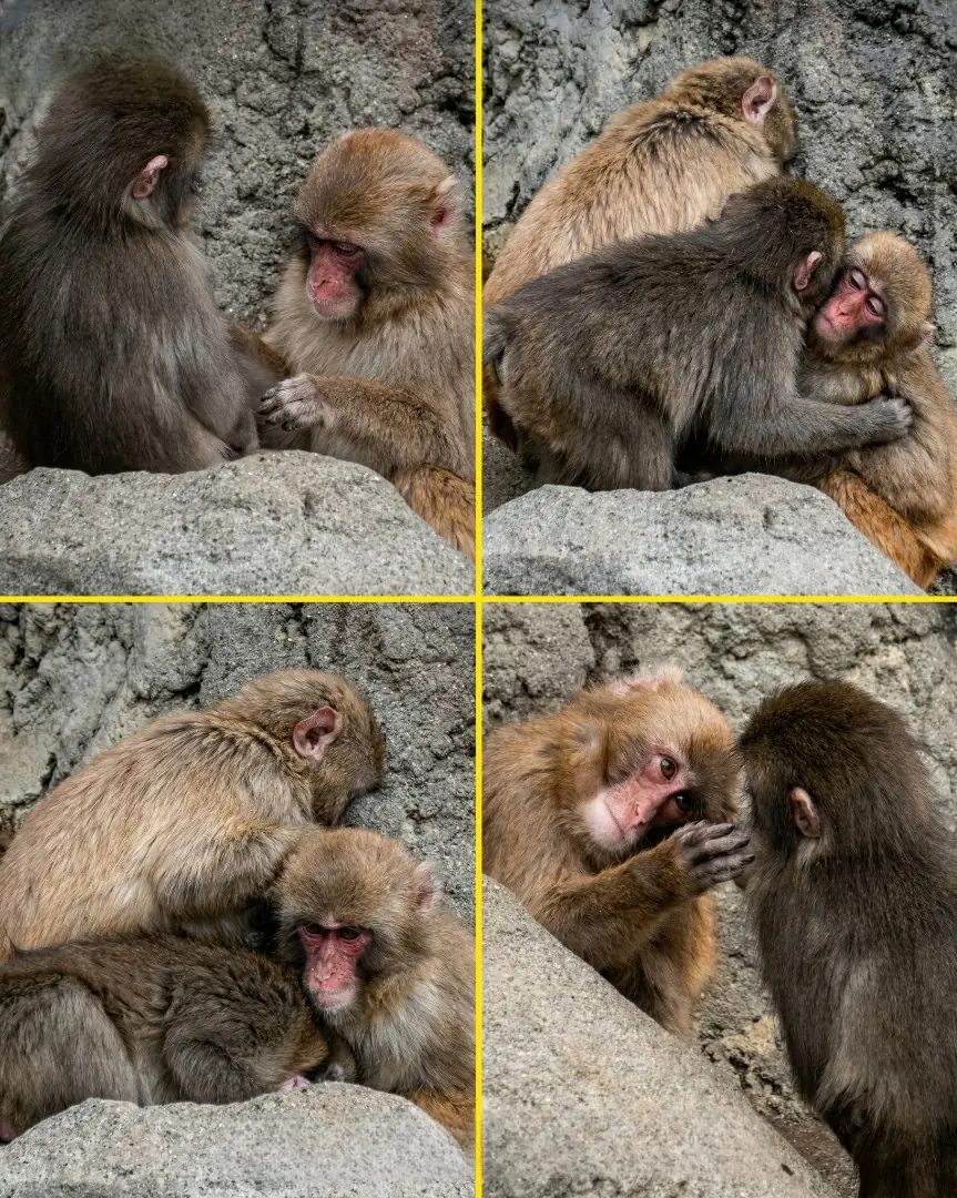 The Monkey Nobody Wanted Finally Found a Family — And Fans Are in Tears