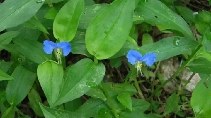 A Wild Herb Found Everywhere That Is an Excellent Natural Rem.edy for Hea.lth