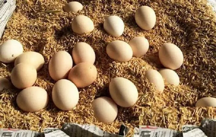 No Refrigerator Needed to Keep Eggs Fresh Longer – A Simple Trick Few People Know