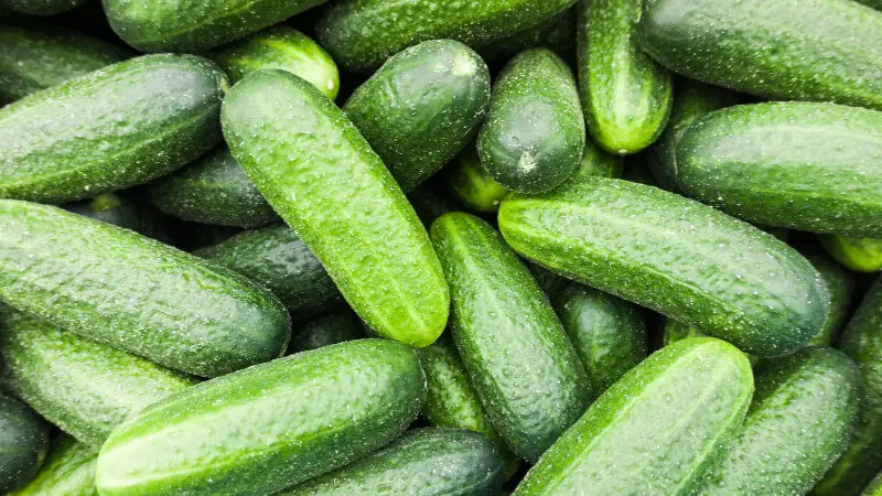 Although Nutritious, Cucumbers May Not Be Suitable for These 4 Groups
