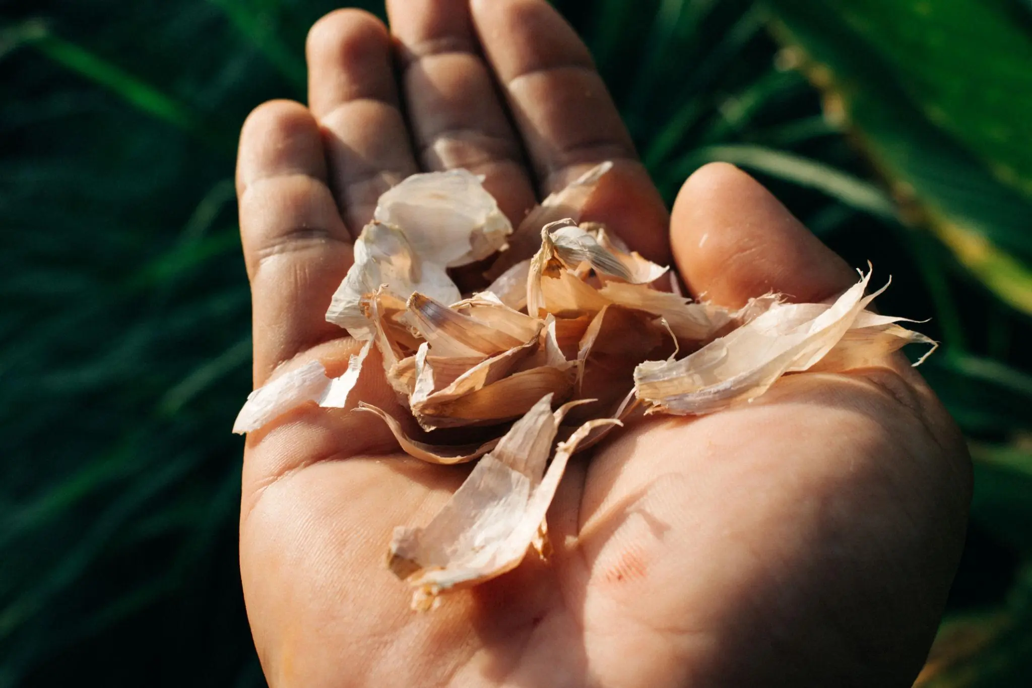 Garlic Peels: The Overlooked Kitchen Ingredient With Surprising Uses and Benefits
