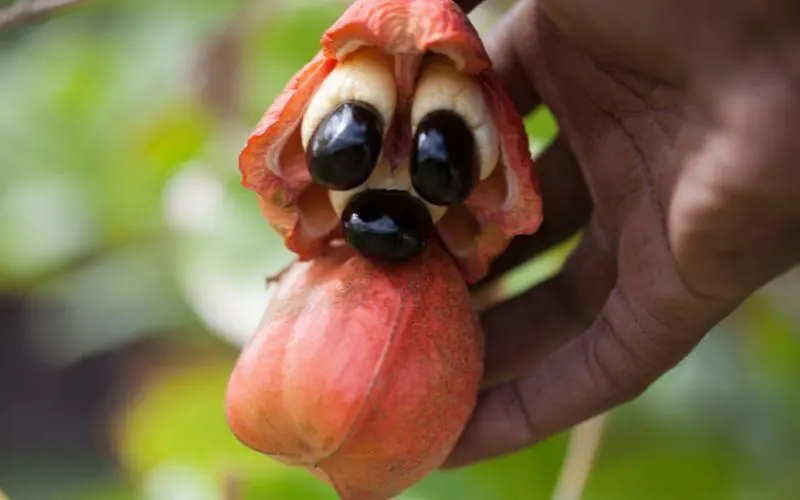 4 Types of Fruit That Can Quietly Harm Your Li.ver If Eaten the Wrong Way