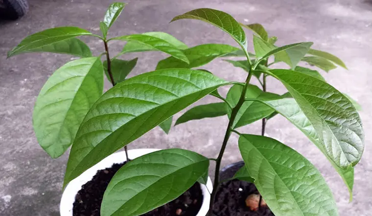 The Powerful Health Benefits and Traditional Uses of Avocado Leaves