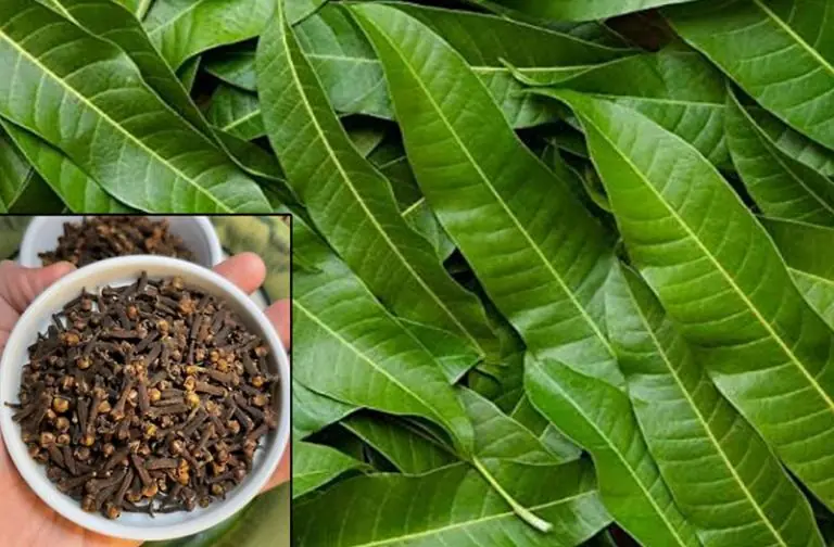 How Mango Leaf Tea and Cloves Create a Powerful Natural Wellness Drink
