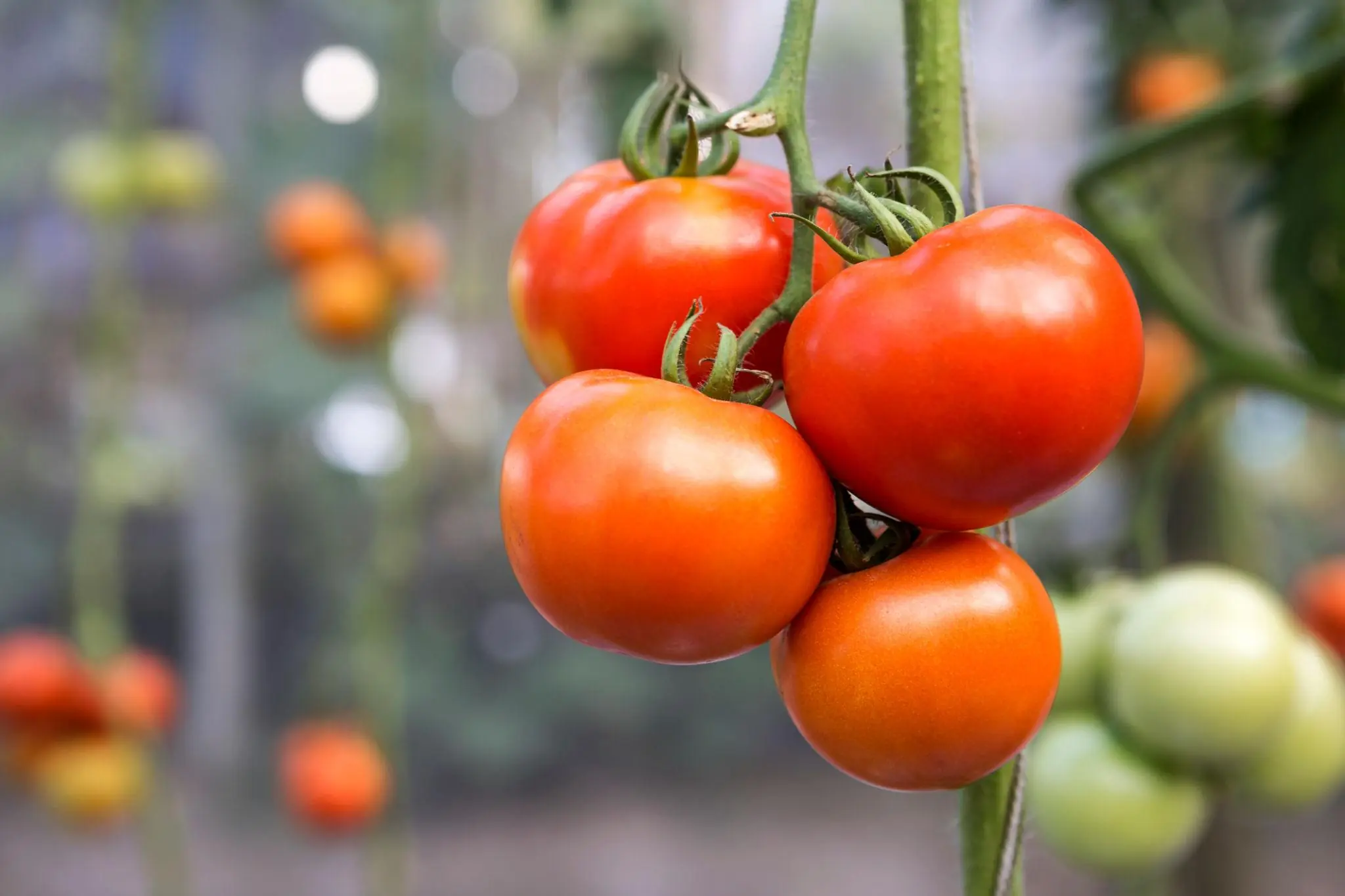 What Happens to Your Body When You Eat Tomatoes Regularly?