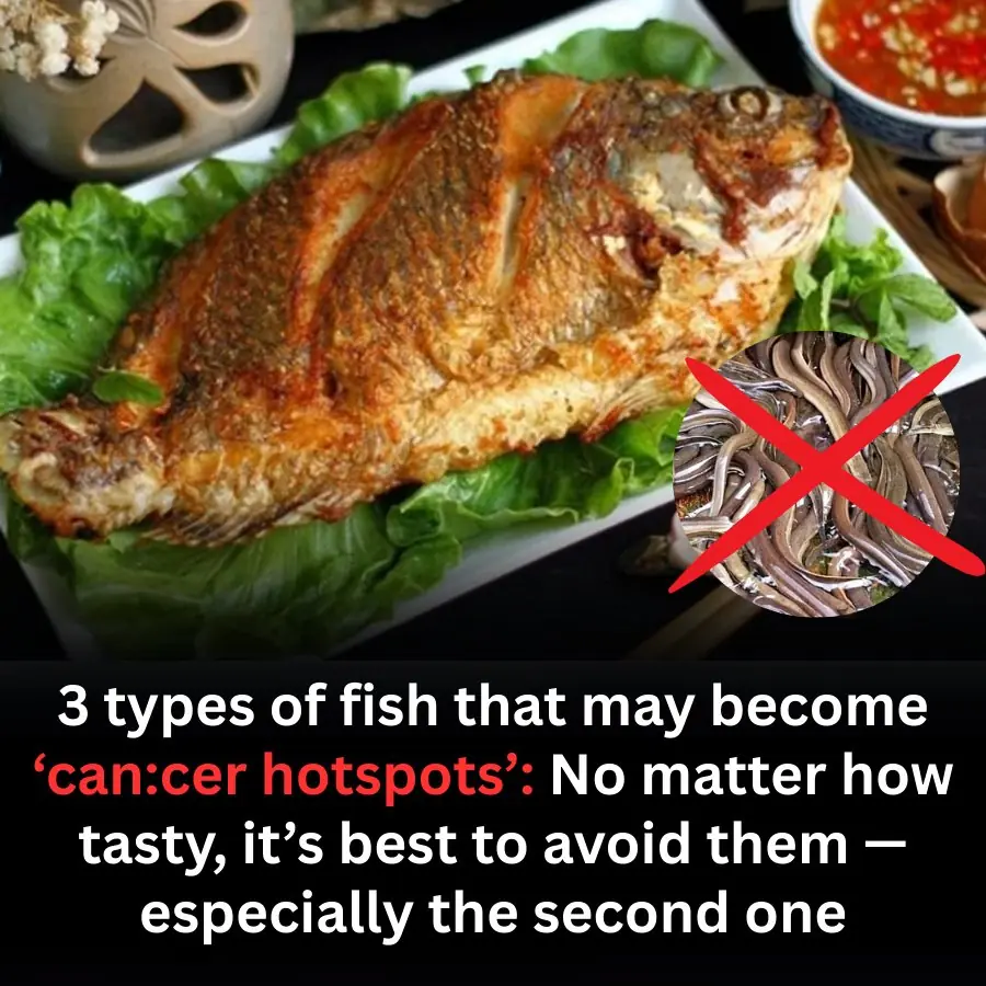 3 Types of Fish That Could Carry Hidden Health Risks — No Matter How Delicious They Are, You May Want to Avoid Them
