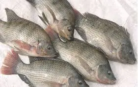 The surprising truth about tilapia consumption